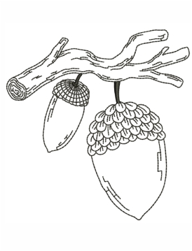Acorn Outline Embroidery Design